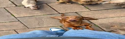 Miniature Dachshund dogs for sale: Miniature dachshund  - Advert 1