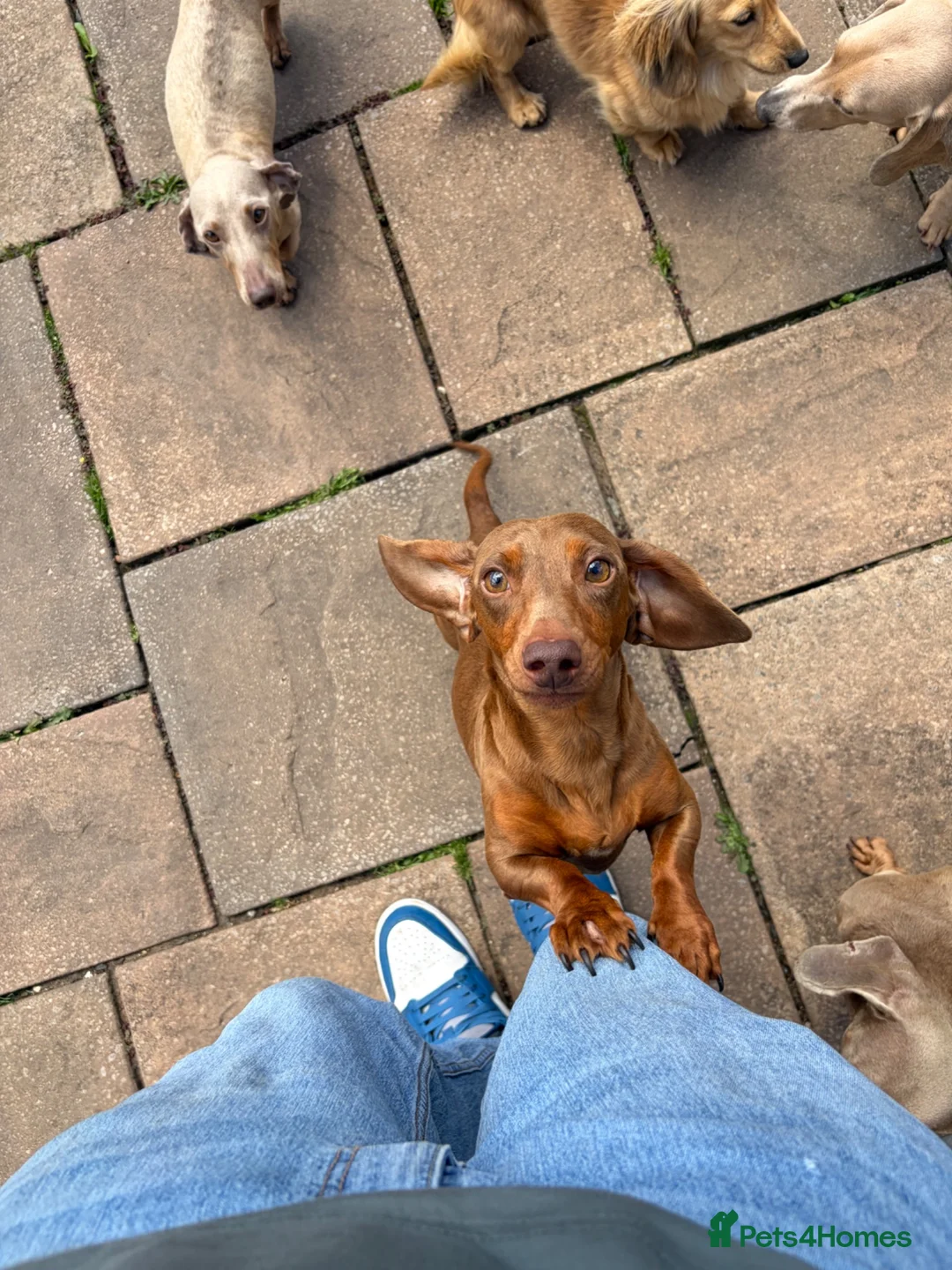 Miniature Dachshund dogs for sale: Miniature dachshund  - Advert 1