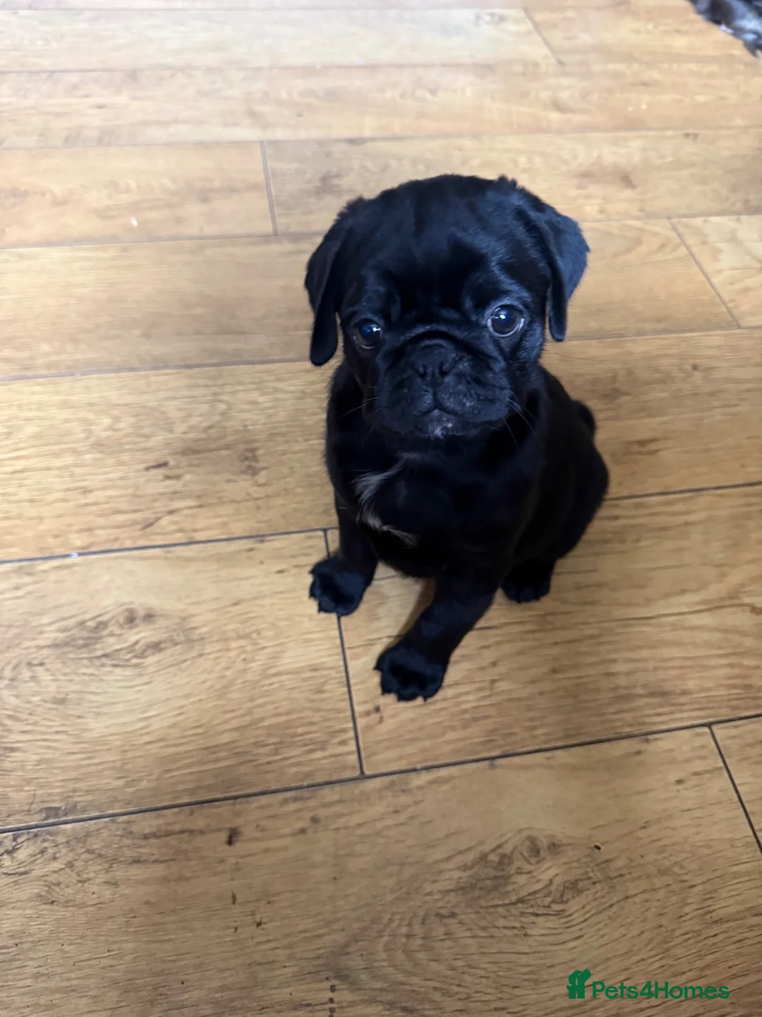 Pug dogs for sale: Last boy left  - Advert 2