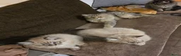Ragdoll cats for sale: 3 beautiful fluffy ragdoll kittens - Advert 12