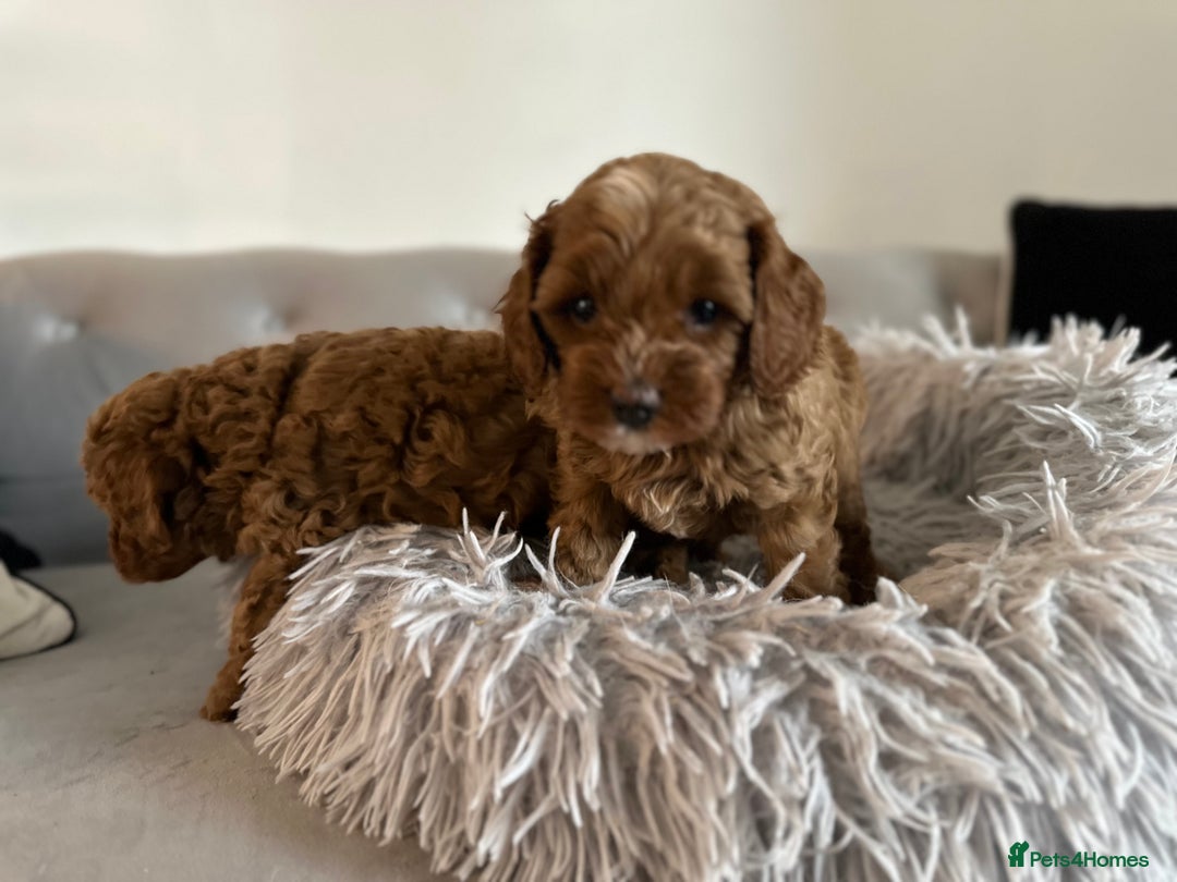 Cavapoo dogs for sale: Stunning Red Cavapoo Boys  - Image 8