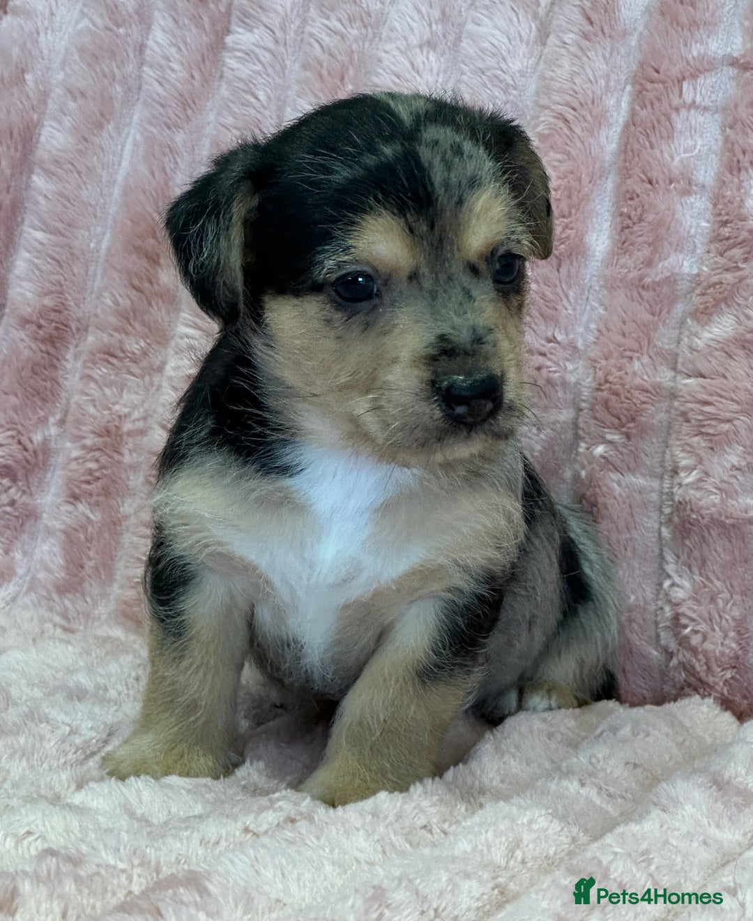 Jack Russell dogs for sale: Quality litter of beautiful Jack Russell puppies  - Image 17