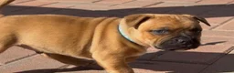 Staffordshire Bull Terrier dogs for stud: 🥨 Crufts Qualified Red SBT Stud 🥨 - Advert 13
