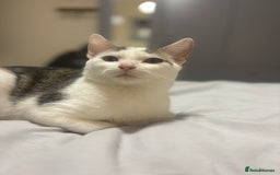 Domestic Shorthair cats for sale: Ash and Goose - Image 3