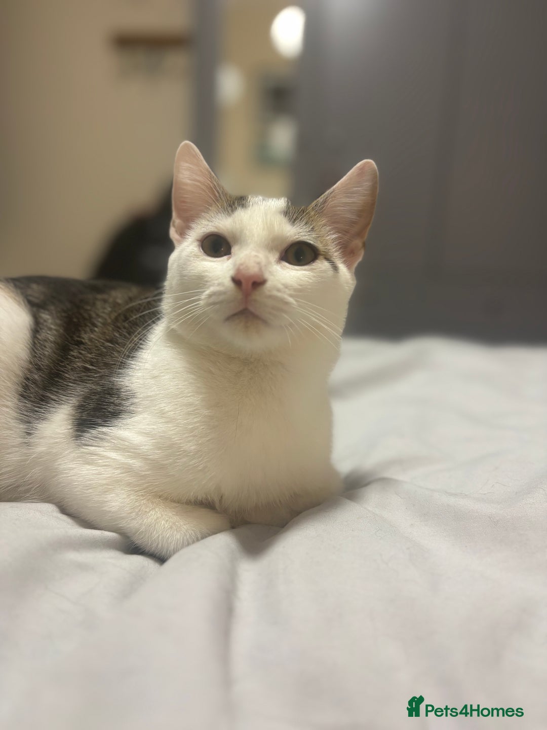 Domestic Shorthair cats for sale: Ash and Goose - Image 3