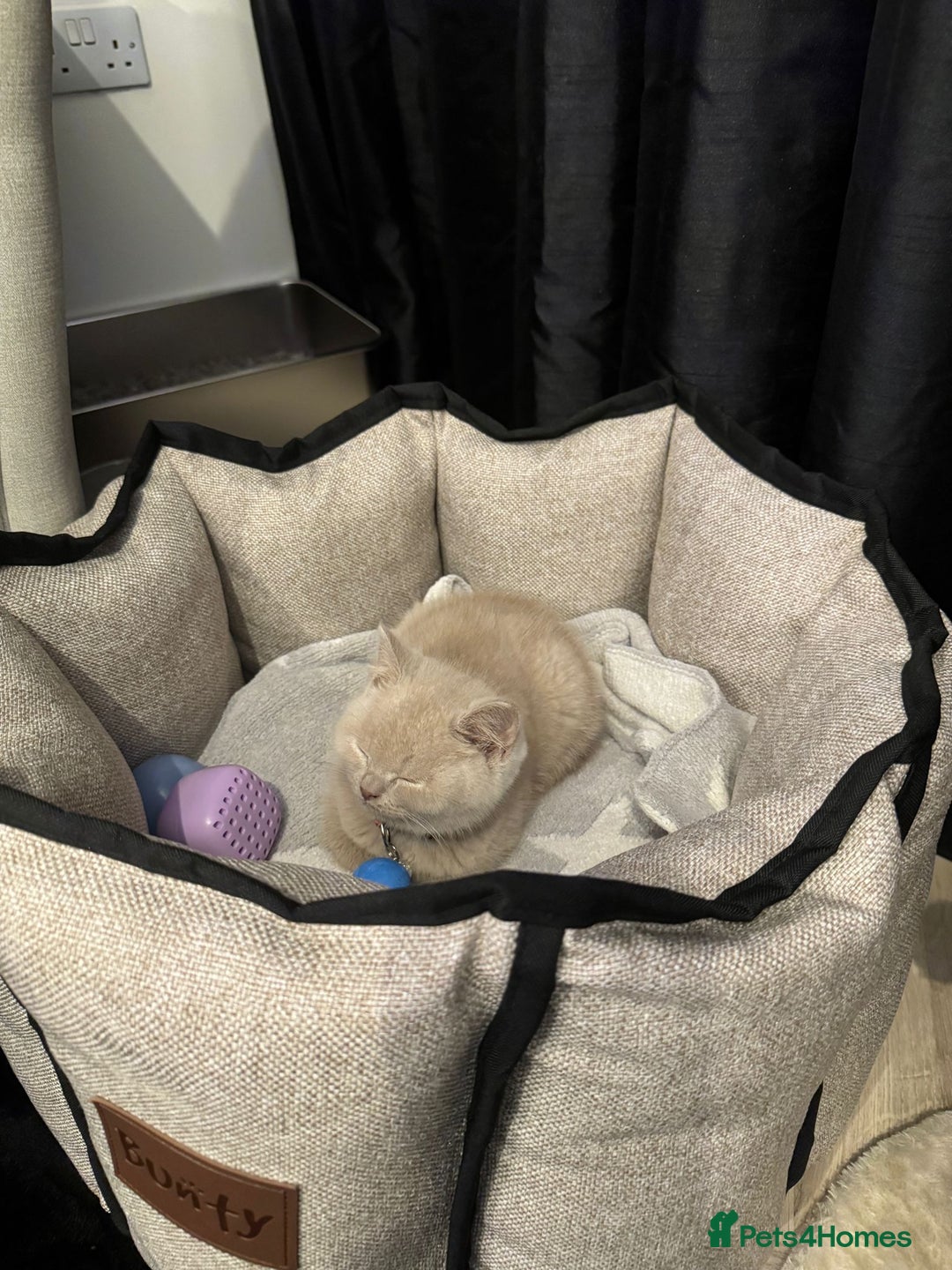 British Shorthair cats for sale: Lilac British Shorthair  - Advert 7