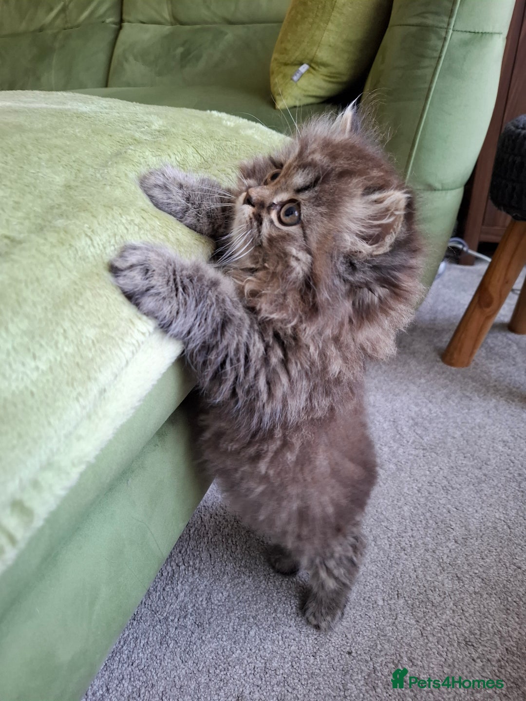 Persian cats for sale: DARK GOLDEN CHINCHILLA PERSIAN KITTEN - Image 10