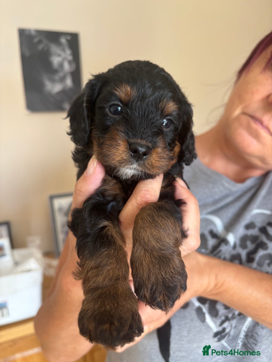 Cavapoo dogs for sale: Outstanding Blk and tan toy cavapoo male left  - Image 8