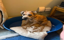 Border Terrier dogs for stud: Border terrier x jack Russel terrier for stud  - Advert 2