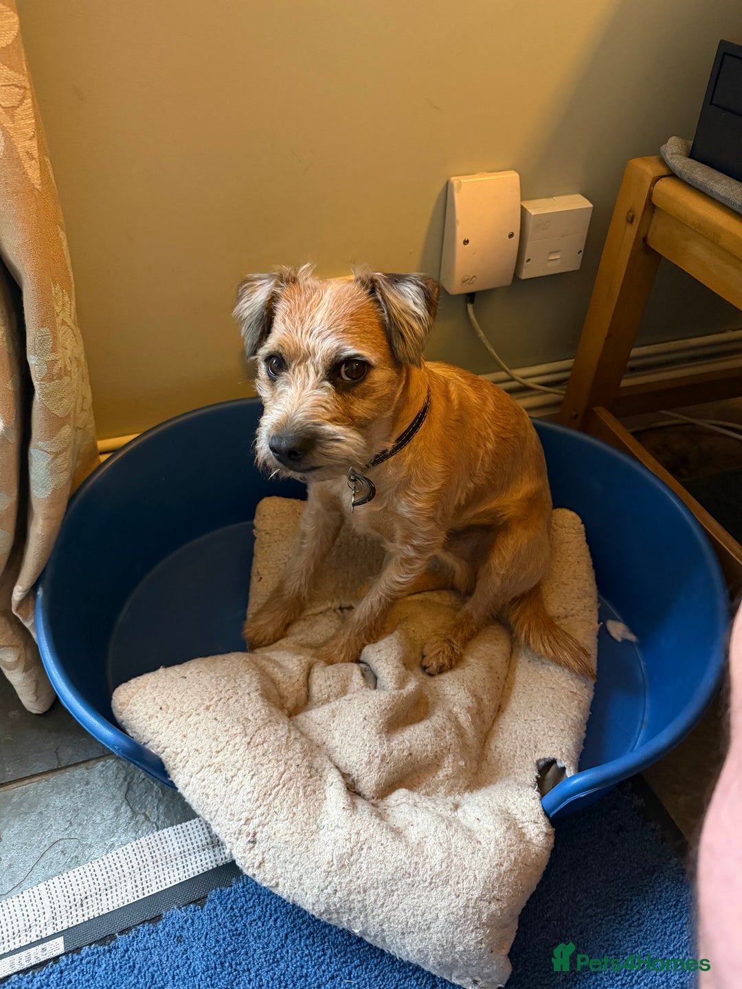 Border Terrier dogs for stud: Border terrier x jack Russel terrier for stud  - Advert 2