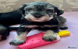 Miniature Schnauzer dogs for sale: 🐾🐶Schnauzer/Schnoodles🐶🐾 - Image 1