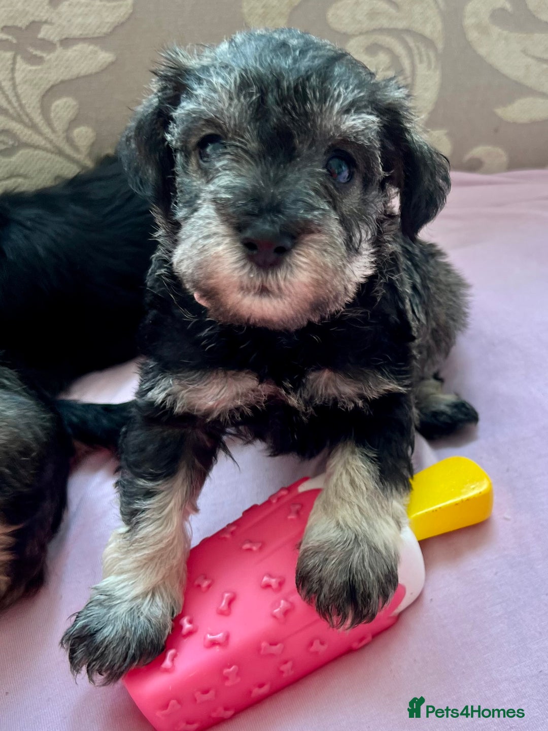 Miniature Schnauzer dogs for sale: 🐾🐶Schnauzer/Schnoodles🐶🐾 - Image 1