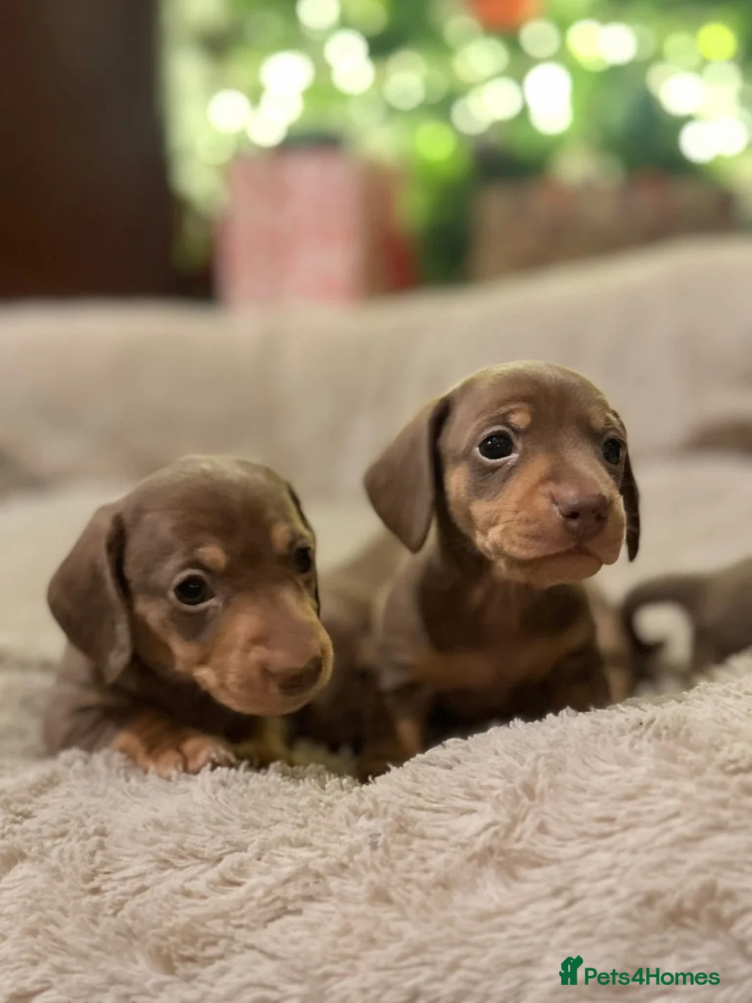 Miniature Dachshund dogs for sale: Beautiful Miniature Puppies - Advert 1