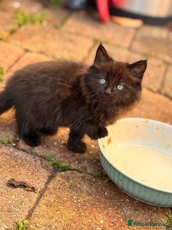 Mixed Breed cats - Advert 8