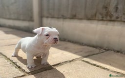 French Bulldog dogs for sale: 15th Gen French Bulldogs (KC reg / breed colours) in Nottingham - Image 1