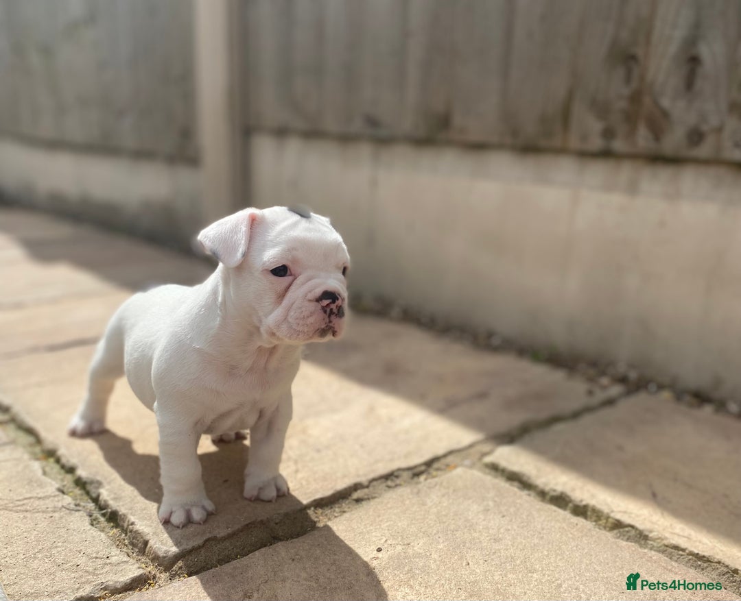 French Bulldog dogs for sale: 15th Gen French Bulldogs (KC reg / breed colours) in Nottingham - Image 1
