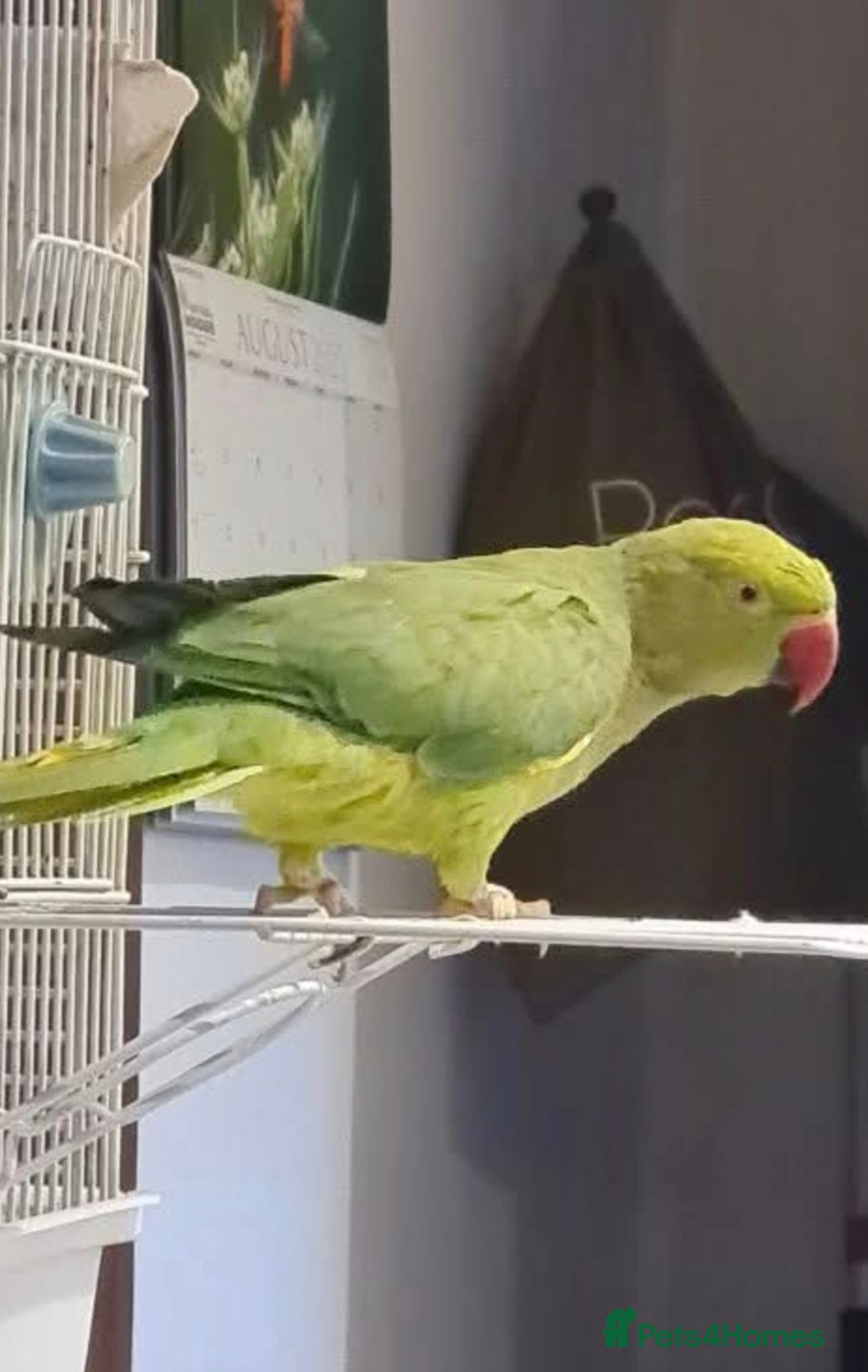 Ringnecks birds for sale: Ringneck for sale  - Image 1