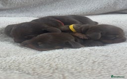 Miniature Dachshund dogs for sale: 3 gorgeous Chocolate and tan Girls  - Image 8