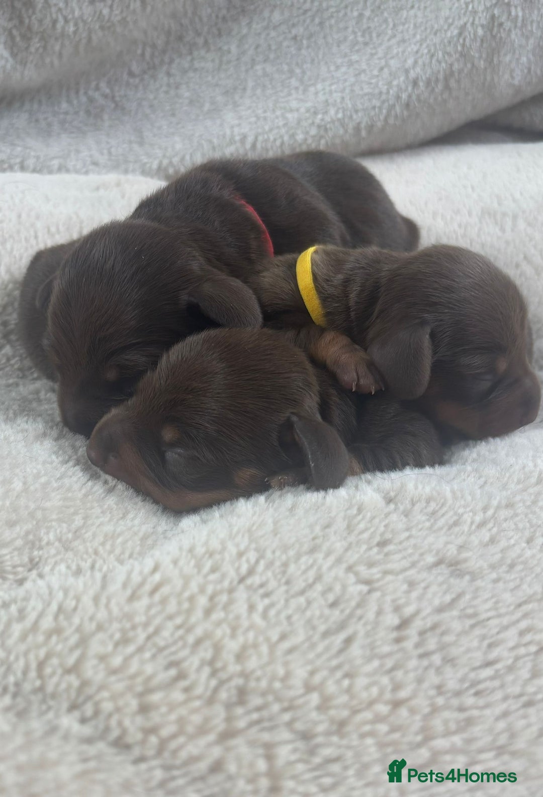 Miniature Dachshund dogs for sale: 3 gorgeous Chocolate and tan Girls  - Image 8