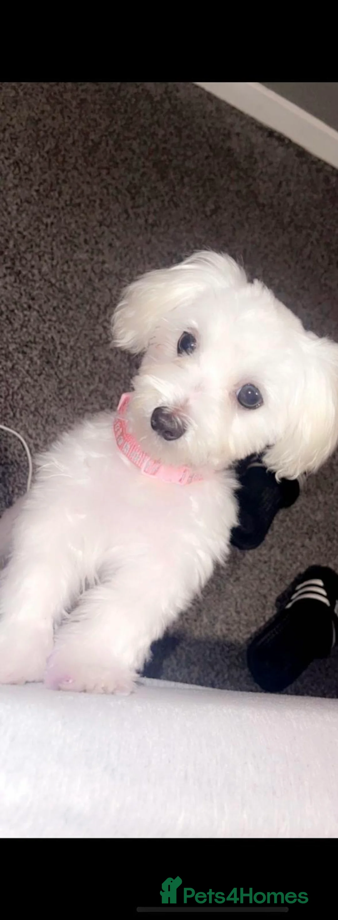 Maltipoo dogs for sale: F1 Maltipoo in Blackpool - Advert 11