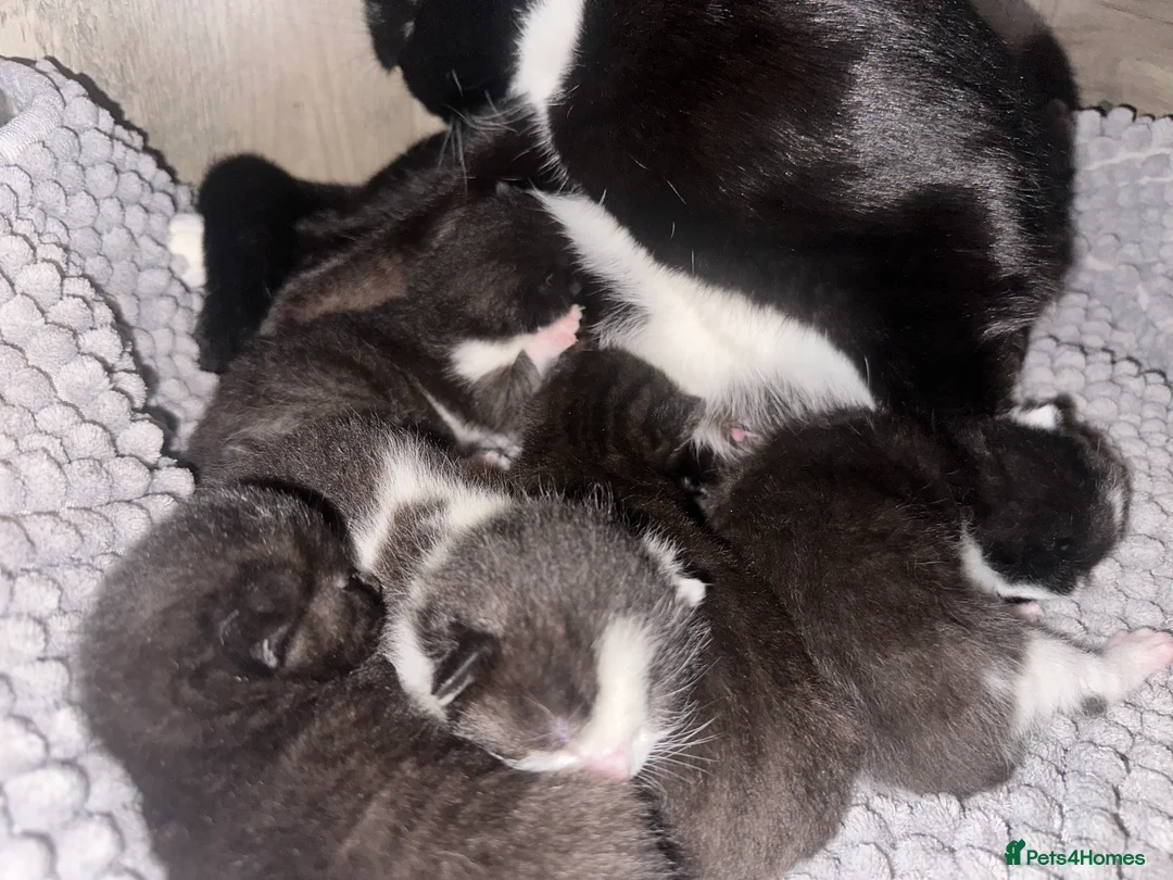 Mixed Breed cats for sale: 5 kittens - Advert 3