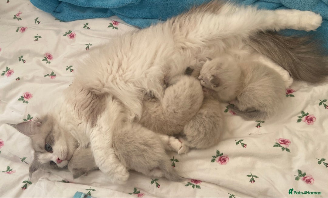 Siberian cats for sale: Siberian Kittens Neva Masquerade White - Image 12