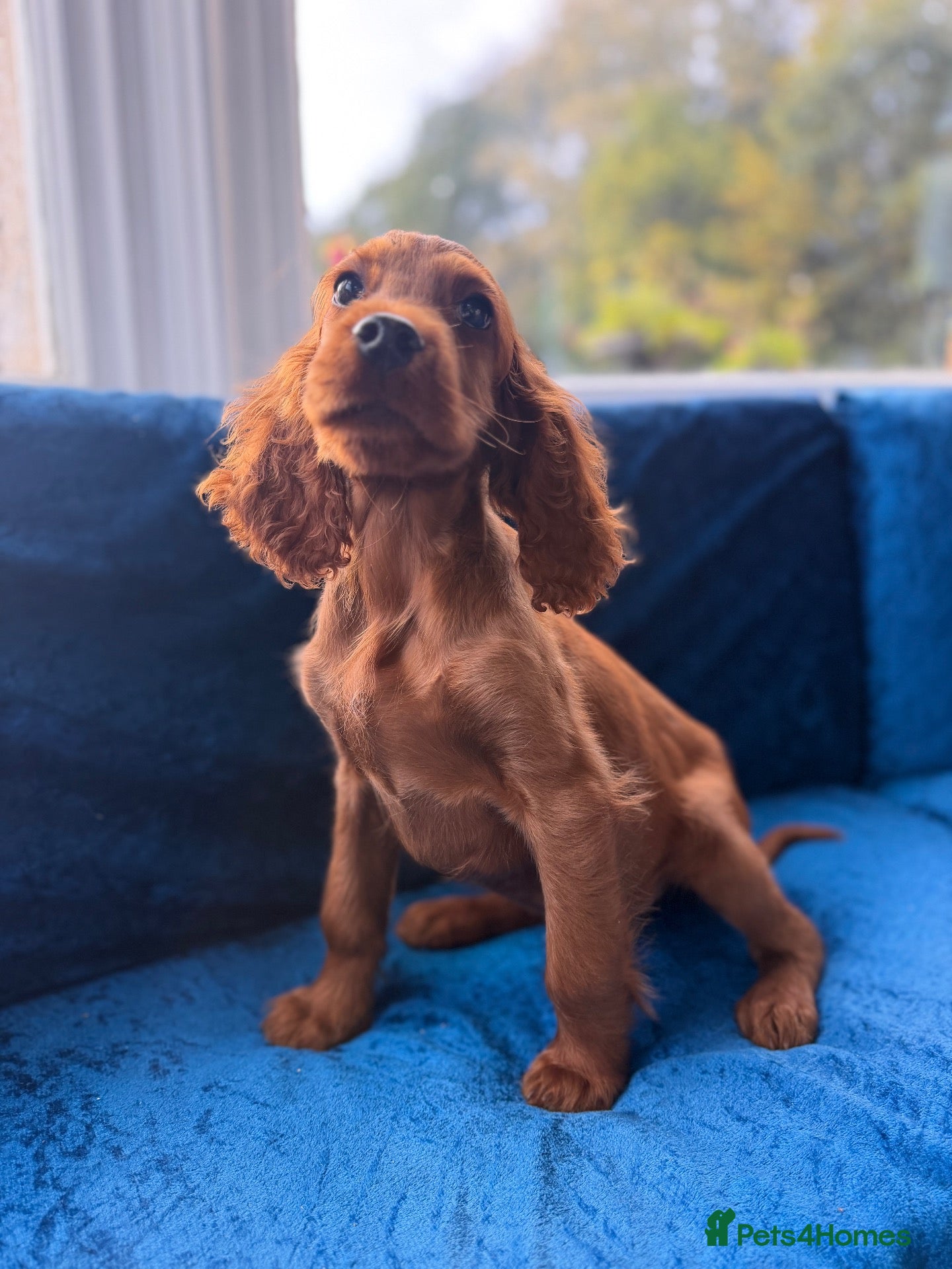 Irish Setter dogs for sale: TWO BOYS AVAILABLE READY TO LEAVE - Advert 3