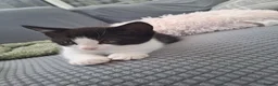 British Longhair cats for sale: 2 beautiful female domestic long-haired kittens   - Advert 4