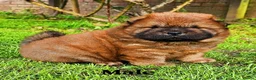 Chow Chow dogs for sale: Crufts and European champions litter  - Advert 11