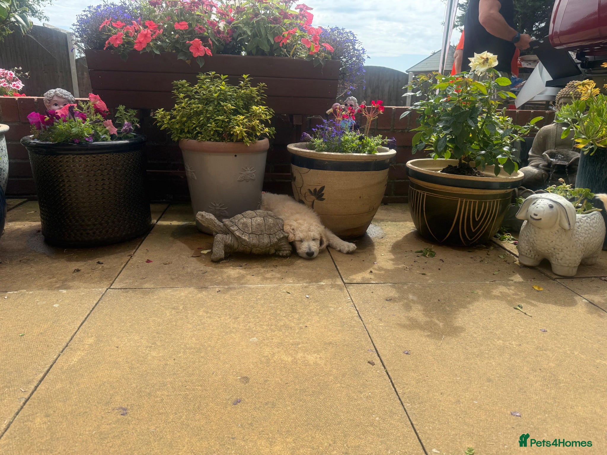 Goldendoodle dogs 🐾 Beautiful Multi-Gen Goldendoodle Puppies - Advert 2