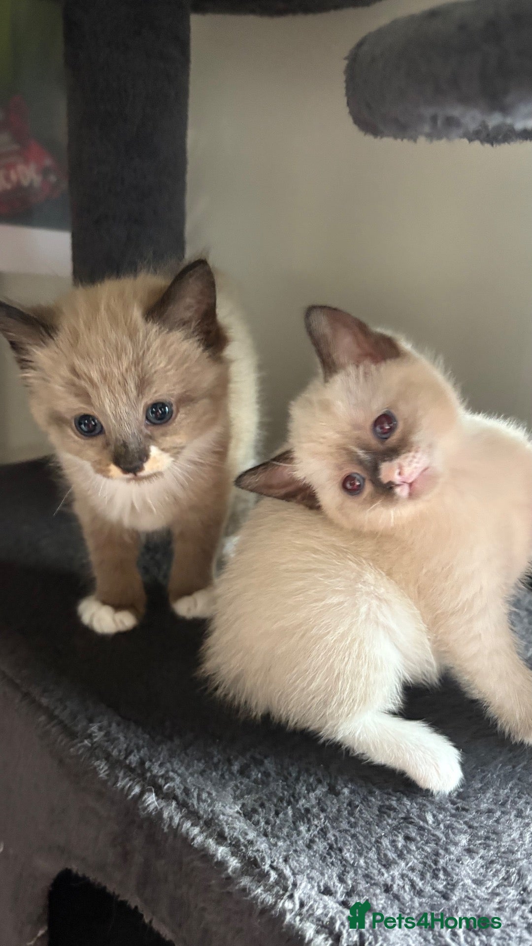 Mixed Breed cats 2 seal choc pointed kittens left  - Advert 18