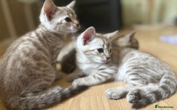 Bengal cats for sale: F5 TICA REGISTERED SNOW AND BROWN BENGALS - Image 6
