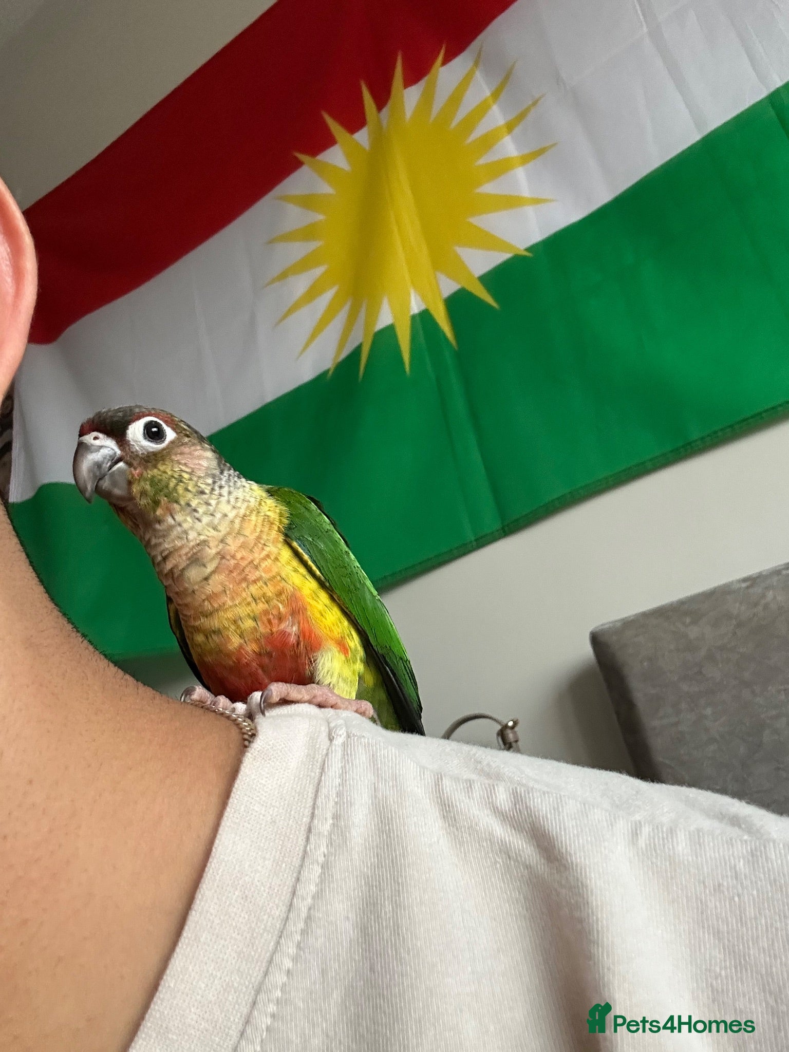 Conures birds Friendly conure parrot for sale  - Advert 2