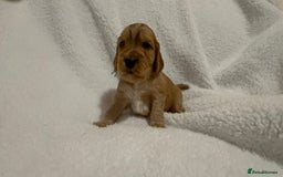 Cocker Spaniel dogs for sale: Show cocker spaniel pups ready 4th November  - Image 12