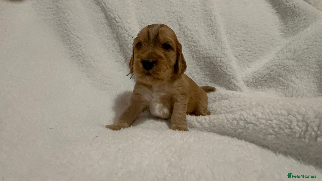 Cocker Spaniel dogs for sale: Show cocker spaniel pups ready 4th November  - Image 12