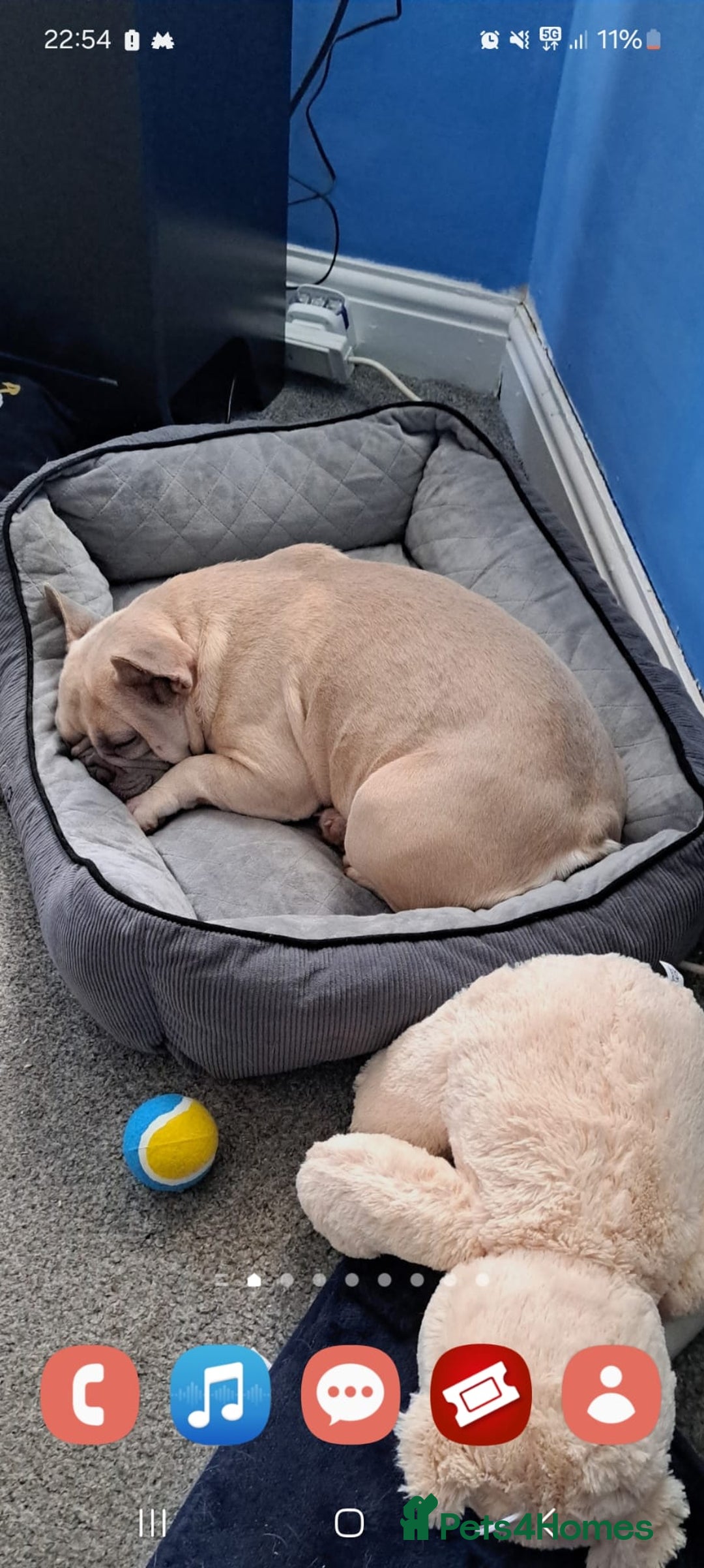 French Bulldog dogs for sale: 4 year old French Bulldog  - Image 3