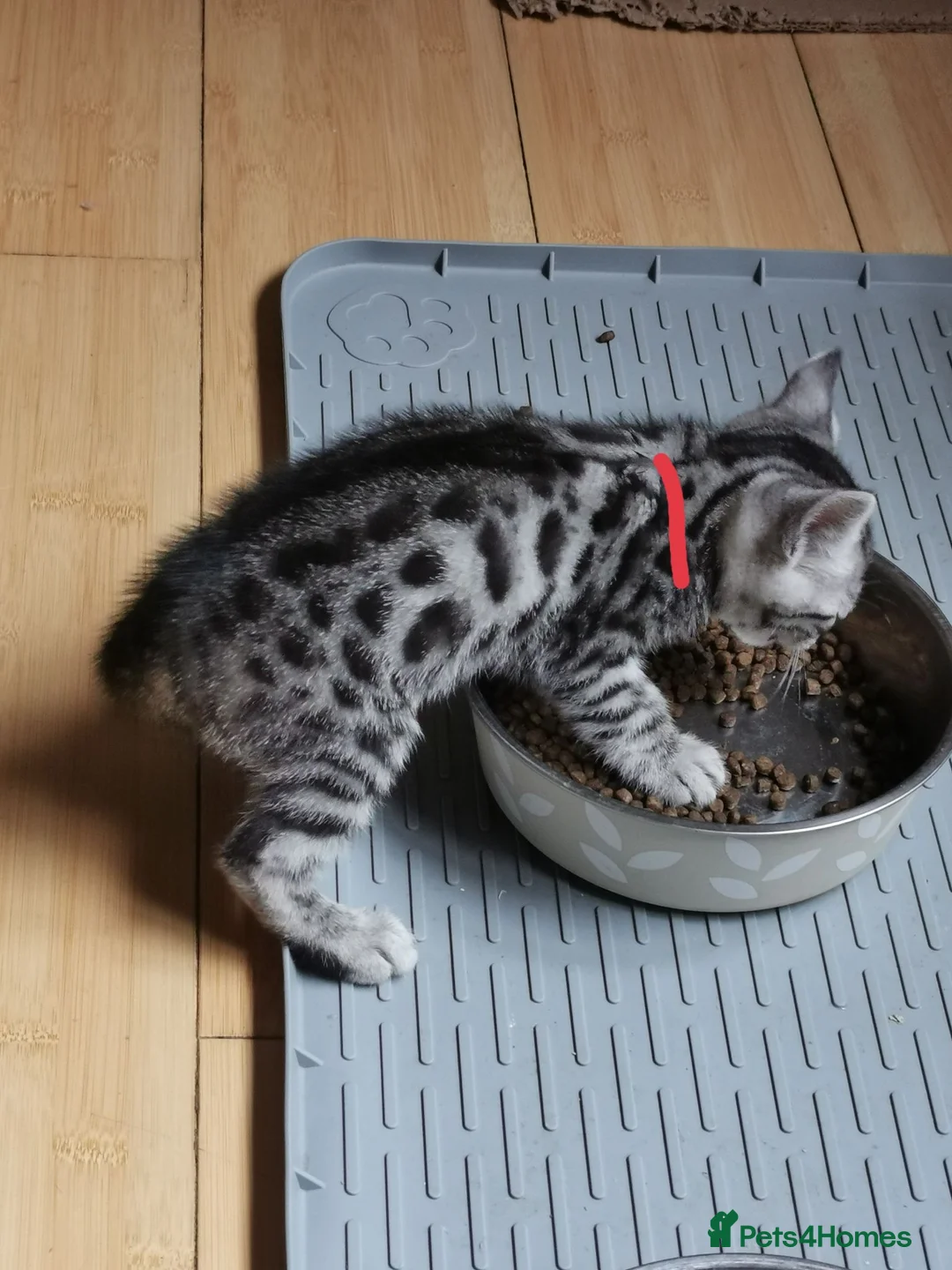 Bengal cats for sale: Silver and Snow Bengal girls - Advert 14