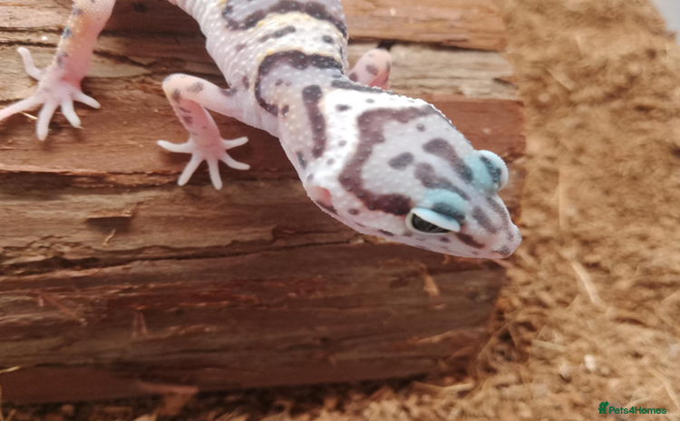Leopard Gecko reptiles - Advert 1