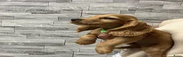 Cocker Spaniel dogs for sale: Show cocker spaniel puppies  - Advert 15