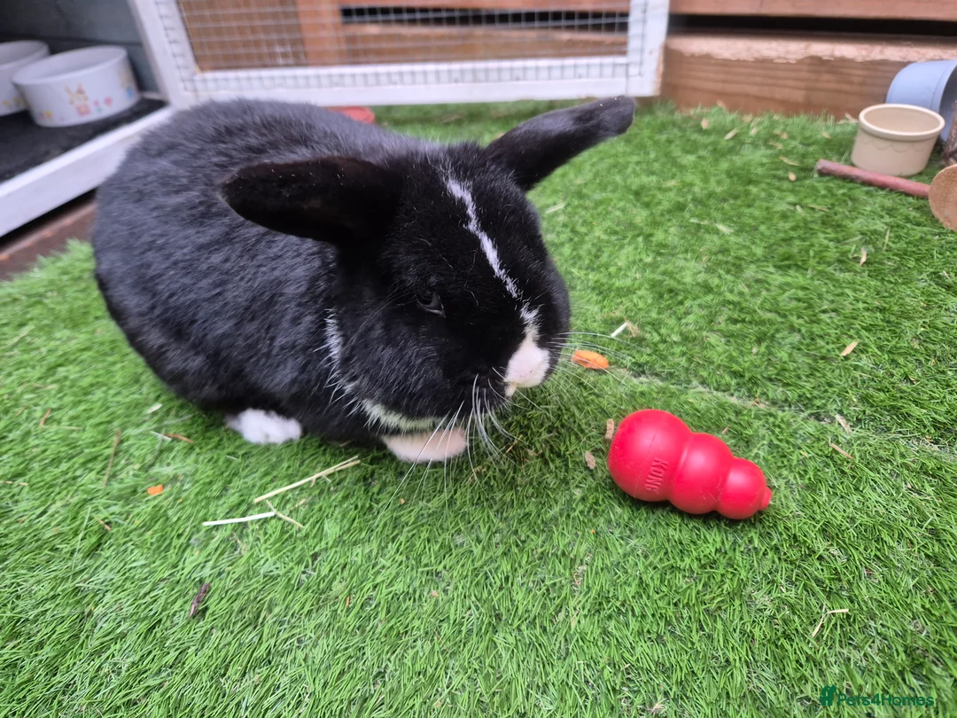 Mini Lop rabbits for sale: 1 year old lovely mini lop named Oreo  - Advert 4