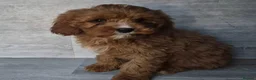 Cavapoo dogs for sale: Stunning F1 RED cavapoo boys and girls READY NOW - Advert 6