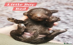 Cockapoo dogs for sale: Multigen Merle & Chocolate Cockapoo Puppies - Image 10