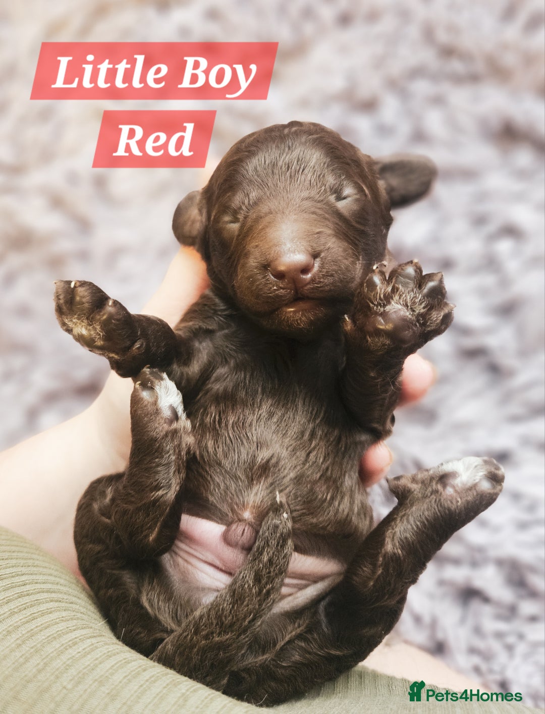Cockapoo dogs for sale: Multigen Merle & Chocolate Cockapoo Puppies - Image 10