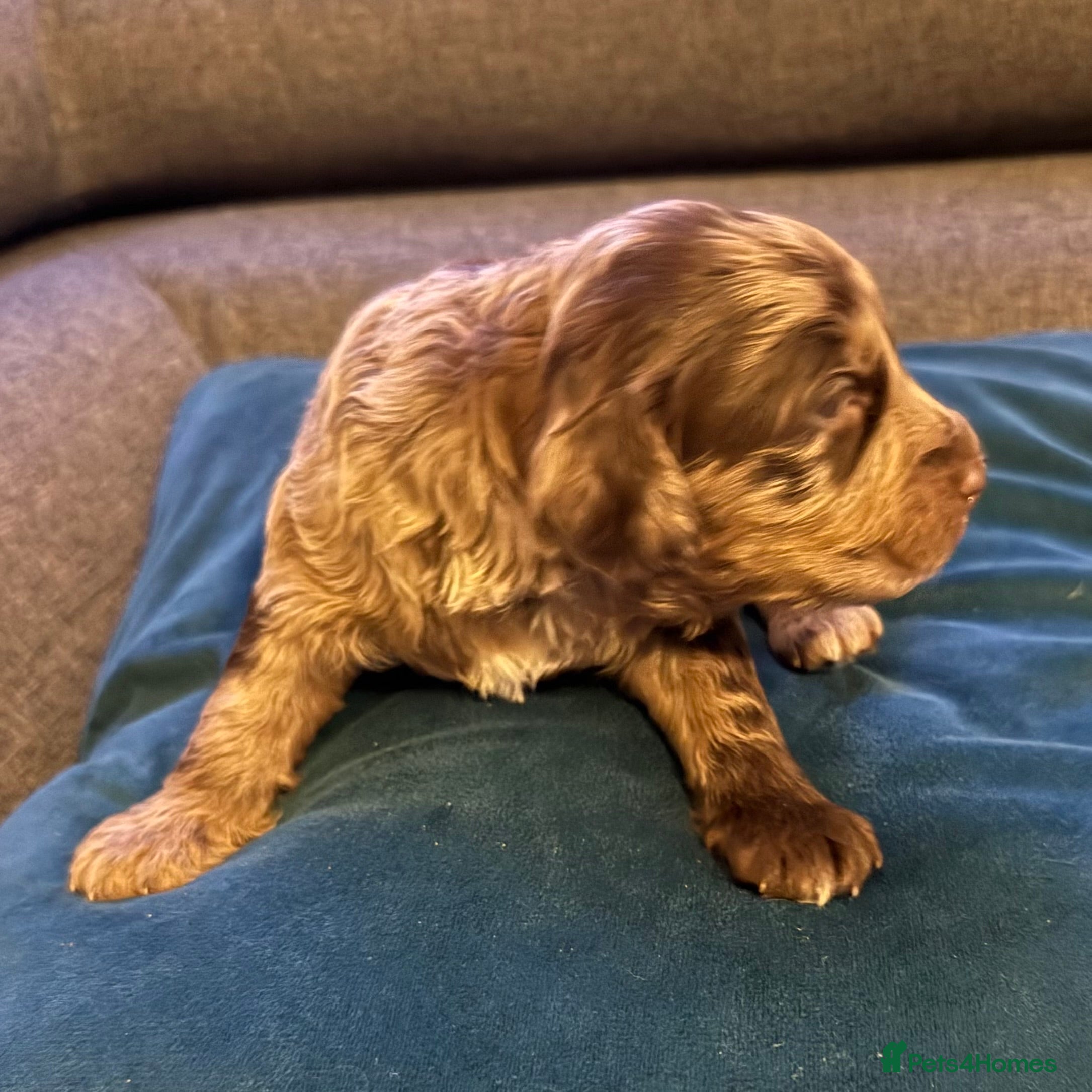 Australian Labradoodle dogs AUSTRALIAN LABRADOODLE  - Advert 2