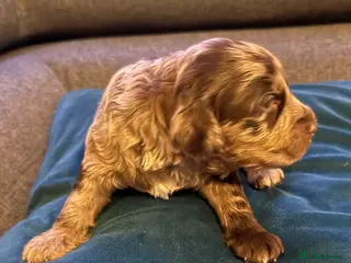 Australian Labradoodle dogs AUSTRALIAN LABRADOODLE - Advert 2