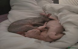 Sphynx cats for sale: 2 beautiful male sphynx kittens - Image 2