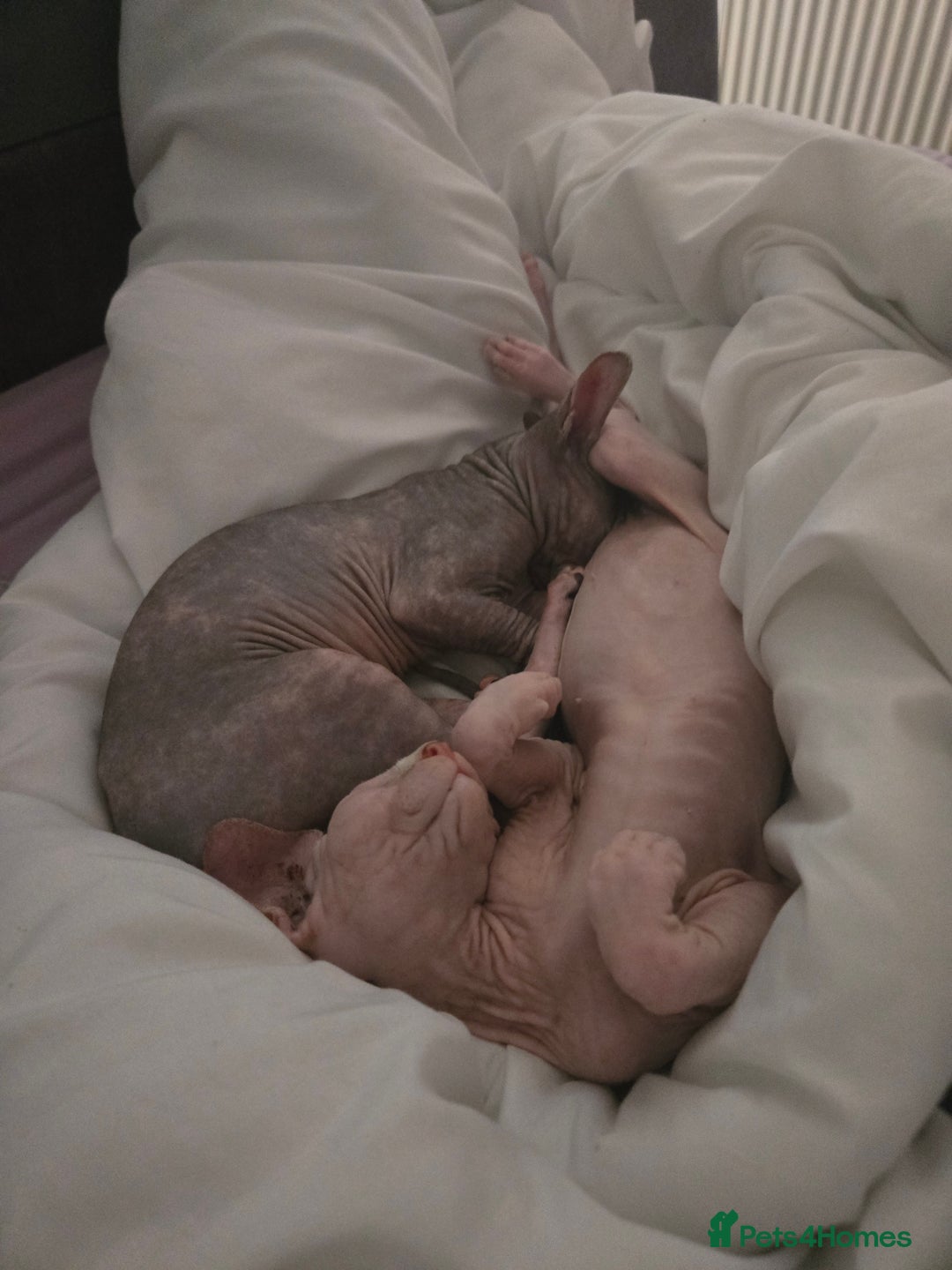Sphynx cats for sale: 2 beautiful male sphynx kittens - Image 2