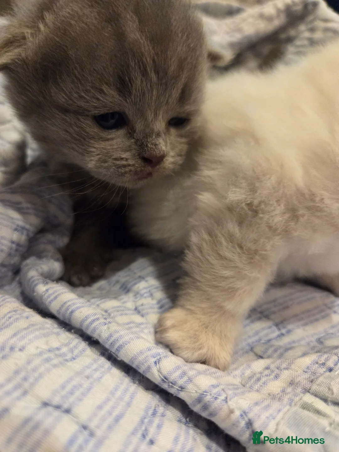 Scottish Fold cats for sale: Scottish Folds - Advert 6