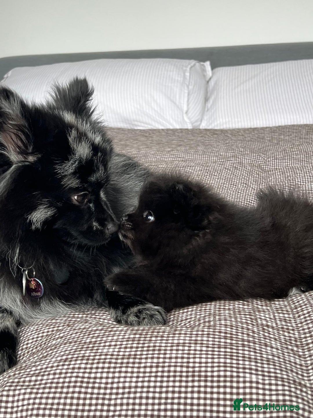 Pomeranian dogs for sale: ONE-TIME ONLY PUREBRED POM PUP (BLUE MERLE PARENT) - Advert 7