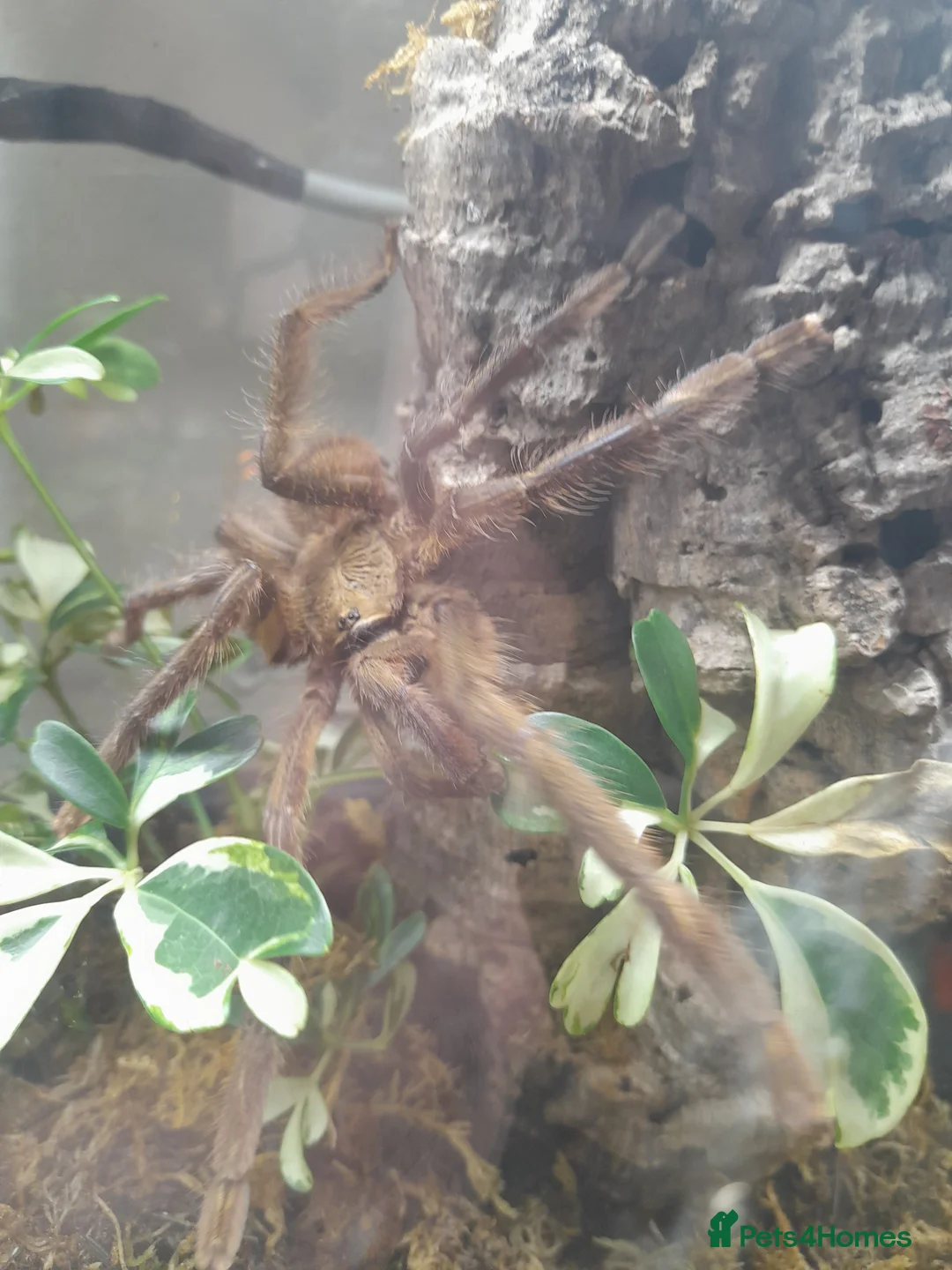 Tarantulas invertebrates for sale: Poecilotheria subfusca lowland mature male - Advert 5